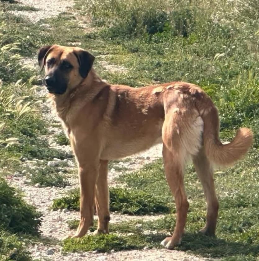 Kira